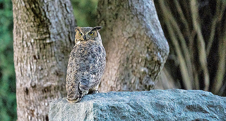 Great horned owl seen near Hillside Memorial Park